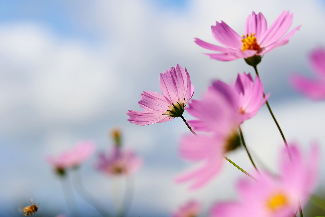 How to Plant and Care for a Cutting Garden